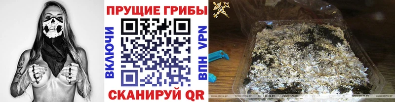 где найти   Байкальск  Псилоцибиновые грибы GOLDEN TEACHER 